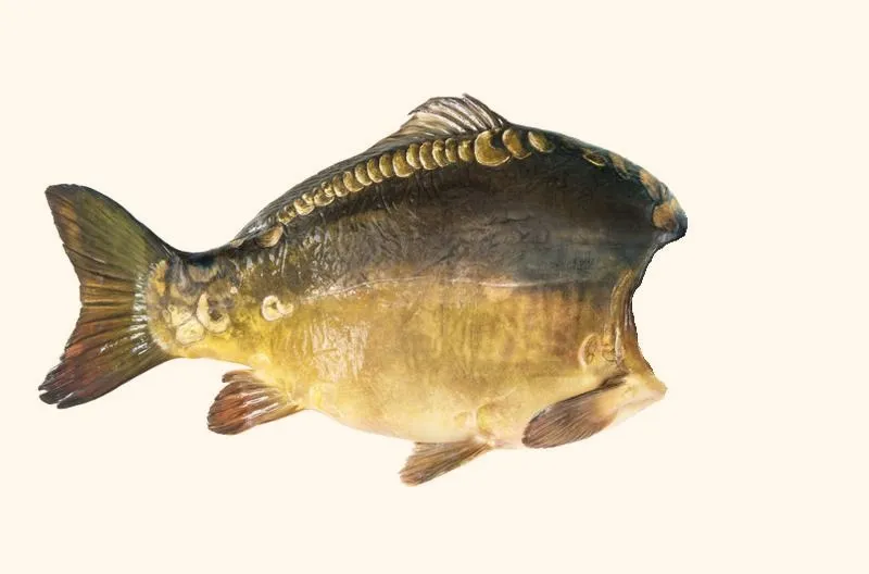 Karp na święta – tradycja, która łączy pokolenia