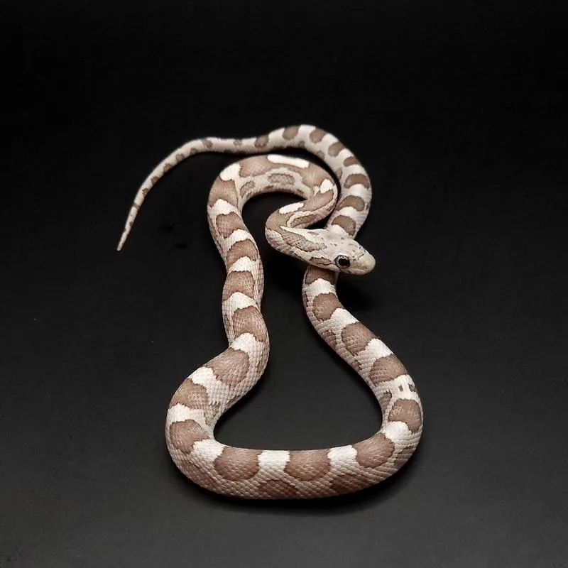 Przebiegłość węża