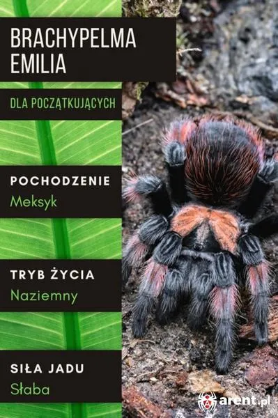 Tradycje imienin Emilii